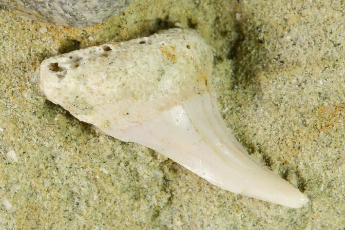 Fossil Mako Shark Tooth On Sandstone - Bakersfield, CA #144465